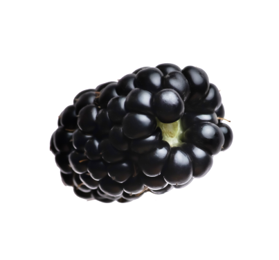 Berry blackberry