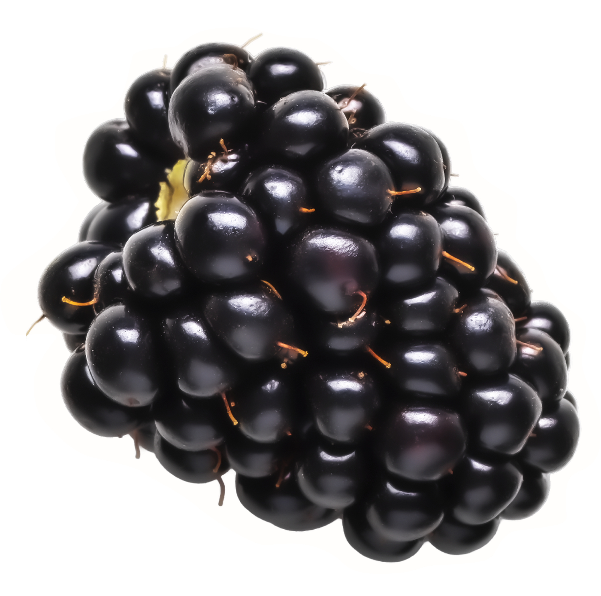 blackberry