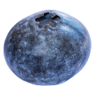 Berry blueberry-01