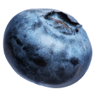 Berry blueberry-03