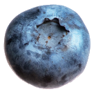 Berry blueberry-05