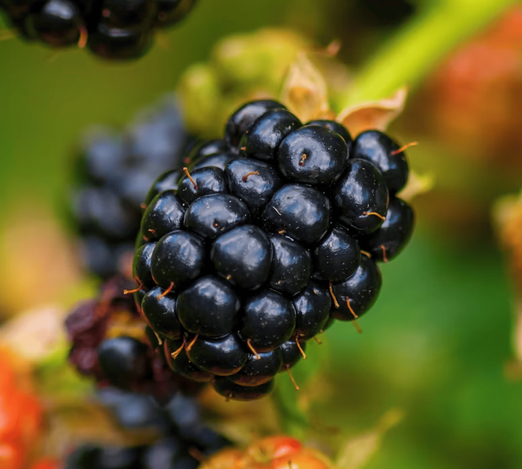 blackberrie-zoom