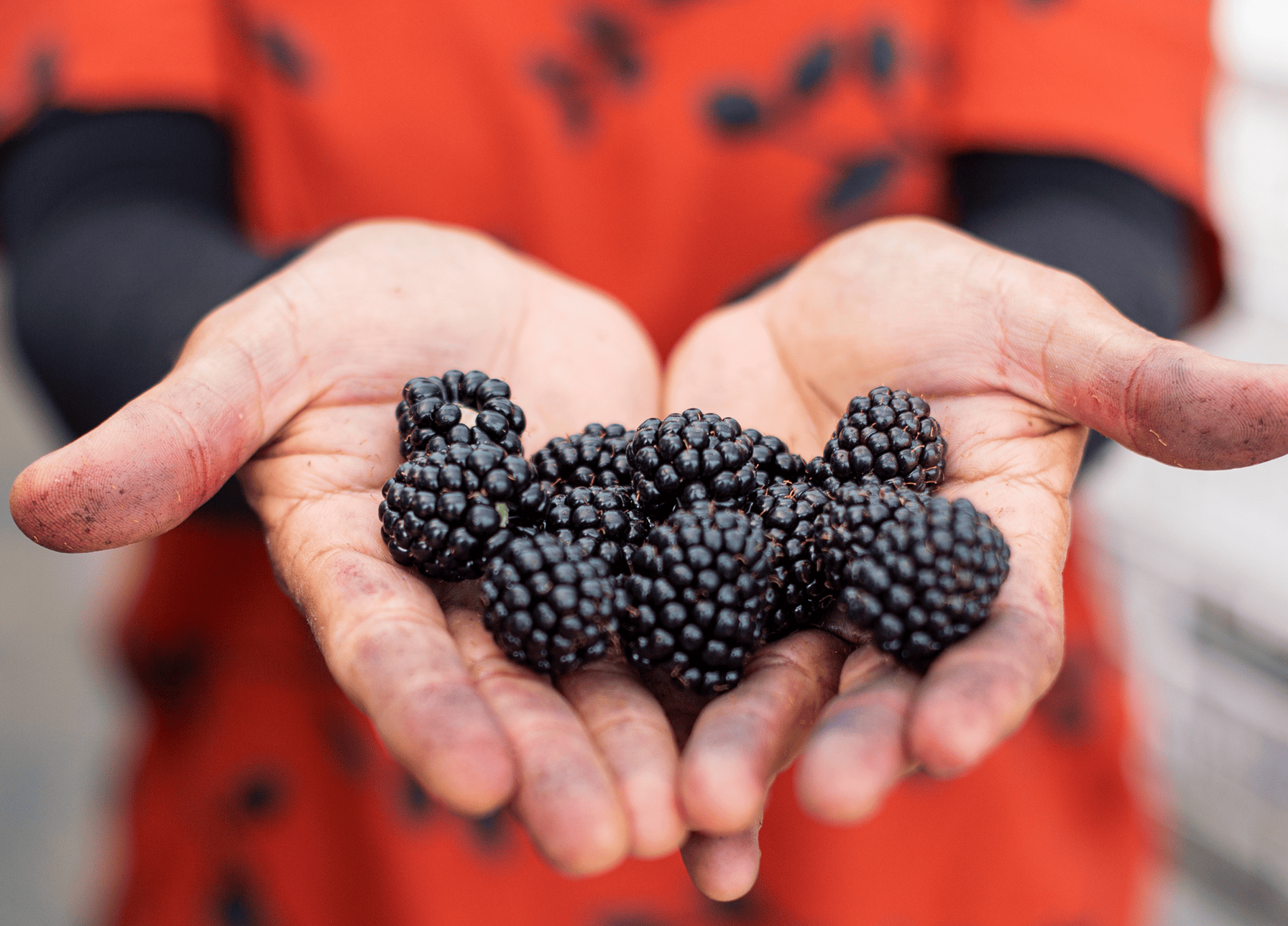 blackberries-hands
