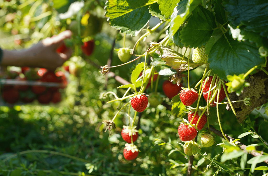 strawberry-pick